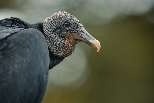 Black Vulture looking sideways
