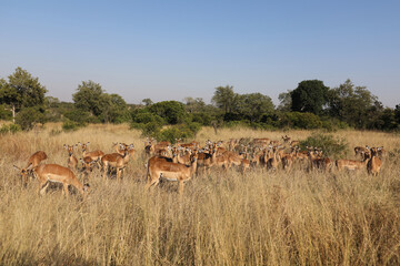 Naklejka premium Schwarzfersenantilope / Impala / Aepyceros melampus