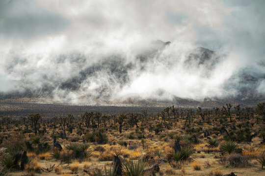 Morning clouds over desert
