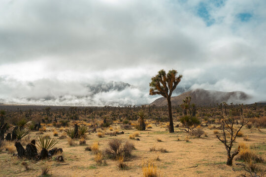 Landscape of desert with clouds
