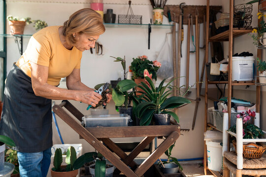 Elderly woman gardener wearing an apron caring for orchids