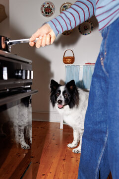 Cooking companion