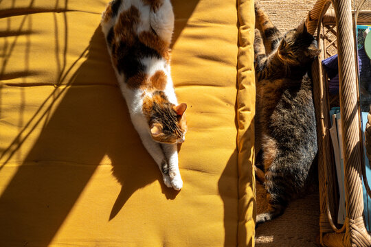 Two kittens on a pillow 