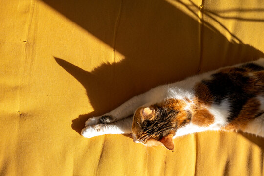 A kitten on a pillow 