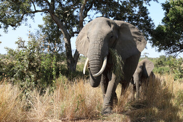Fototapeta premium Afrikanischer Elefant / African elephant / Loxodonta africana