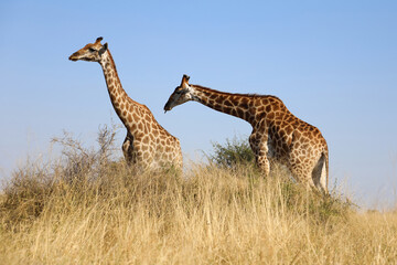 Obraz premium Giraffe / Giraffe / Giraffa camelopardalis