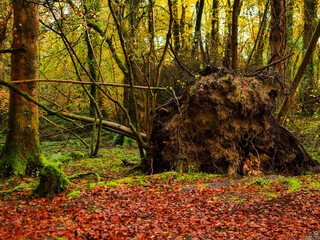 Fototapeta premium Sunlight filters through autumn trees. Leaves carpet the forest park path in rich hues. Trunks stand tall, green undergrowth thrives. Warm tones evoke quiet, peaceful solitude
