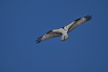 Obraz premium Osprey flying in the sky, Nature, wildlife, season, Canada, Osprey