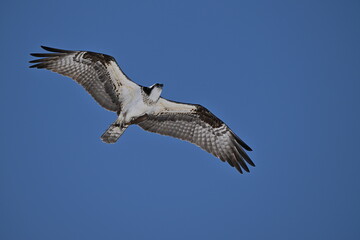 Obraz premium osprey in flight, Osprey flying in the sky, Nature, wildlife, season, Canada, Osprey