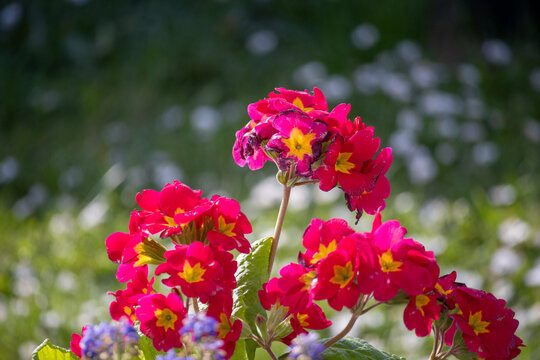 Vibrant red primroses with yellow centers