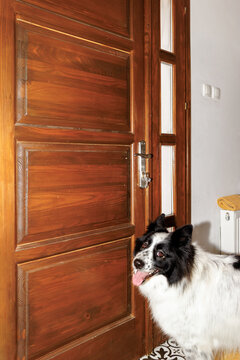 Home dog