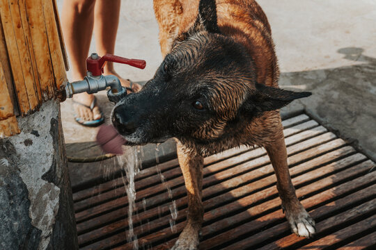 Dog Drinking Water outdoors