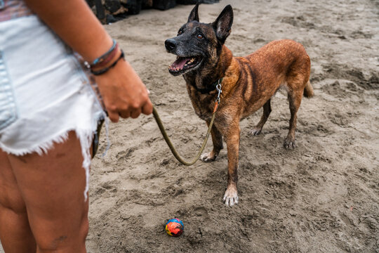 dog at the beach with a leash