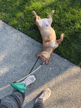 Dog does not want to leave park 