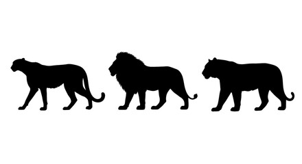 Fototapeta premium Three powerful big cats in silhouette, walking together in a line.