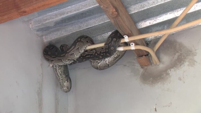 Large Python Hiding Inside House Roof Structure safety risk and human-animal conflict