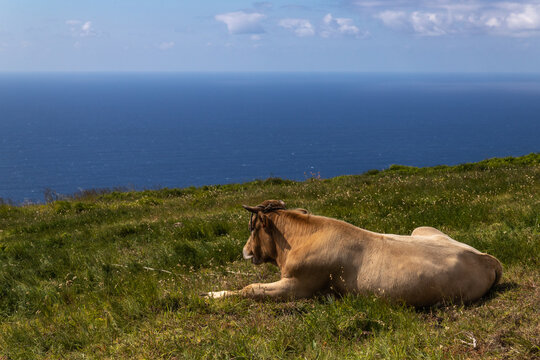 Ponta do Pargo (Ile de Mad&egrave;re, Portugal, Oc&eacute;an atlantique) - Vache au repos &agrave; proximit&eacute; de Garganta Funda avec une vue panoramique sur l'oc&eacute;an
