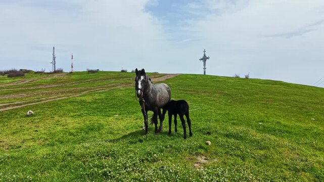 A mother horse and her foal graze on a green field with some flowers. The sky is cloudy, and power lines run in the background. This scene shows daily life in nature.