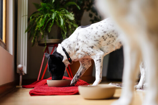 Dog Eating From Bowl in Indoor Home Setting