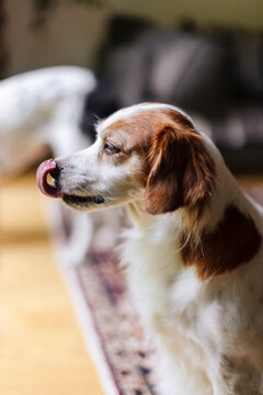Cute Brown And White Dog Licking Lips Indoors