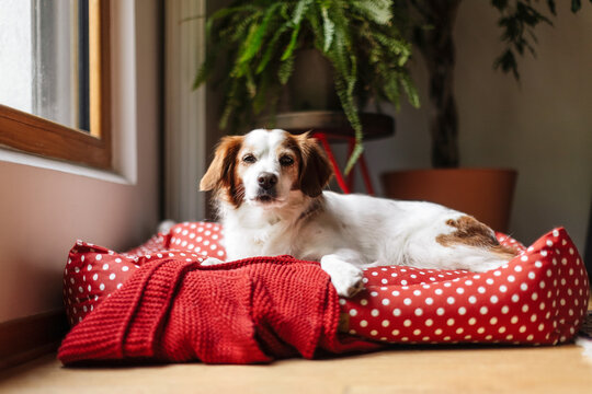 Cozy Dog Relaxing on Red Polka Dot Bed Indoors