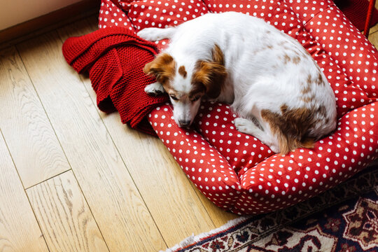 Small Dog Resting On Red Polka Dot Bed