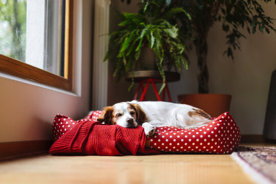 Dog Resting On Red Polka Dot Bed Inside Home