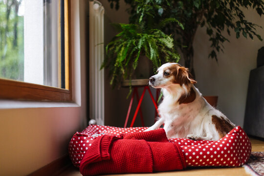Curious Dog Resting in Red Polka Dot Bed