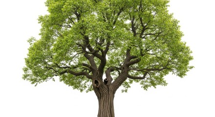 Obraz premium Majestic Green Tree with Lush Foliage Isolated on White Background