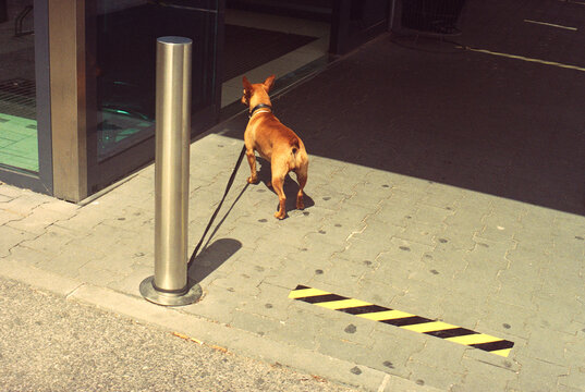 Small Dog on Leash