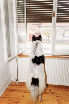 Watchdog 