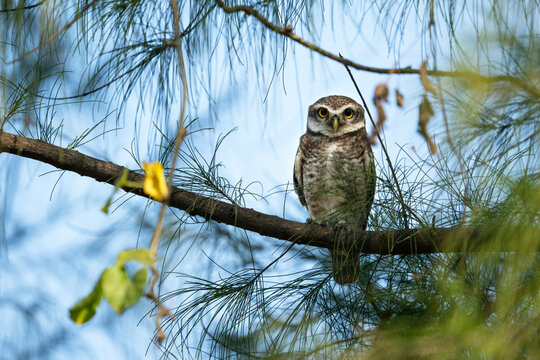 A Spotted Owlet (Athene brama) sit in its natural habitat