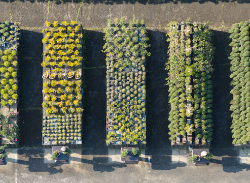 Aerial View of Organized Potted Plant Nursery Rows