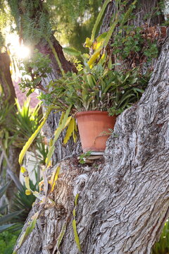 potted succulent in tree