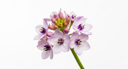 Obraz premium Delicate Pink Star Flowers Cluster on White Background, Macro Detail