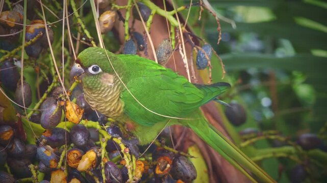 Maroon-bellied parakeet on a a&ccedil;a&iacute; palm eating fruits