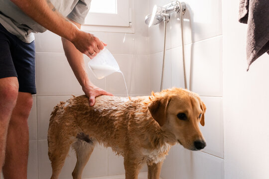 Man pouring dogs shampoo on fur 