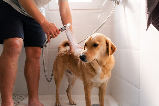 Man rinsing dog with shower 