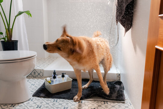 Dog Shaking off Water in Bathroom After Shower