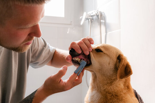 Man Brushes Dog's Teeth in Bathroom During Grooming Session