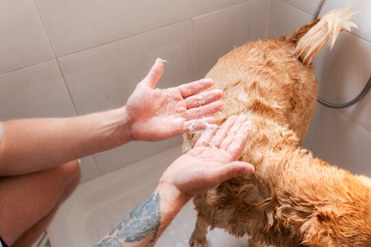 Man looking at his hands while washing dog 