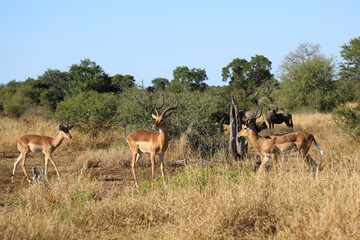 Naklejka premium Schwarzfersenantilope / Impala / Aepyceros melampus
