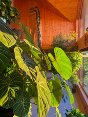 CLOSE UP: Large velvet philodendron leaves glow in warm sunlight inside a spacious living room filled with tropical plants. Wooden walls, tall windows and layered greenery create serene indoor jungle. © helivideo