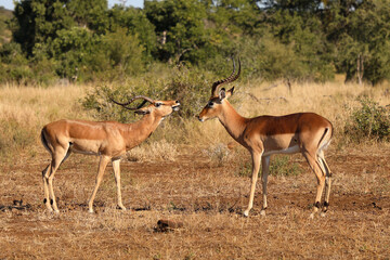 Fototapeta premium Schwarzfersenantilope / Impala / Aepyceros melampus