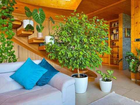 Bright living room with wooden interior features a large ficus benjamina beside a white sofa. Layered greenery, clean planters, and cozy style create a jungle atmosphere with a modern homey touch.