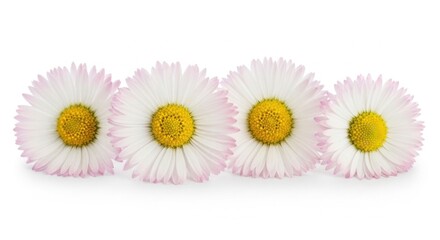 Obraz premium Four White and Pink Daisies in a Row - Spring Flowers Isolated