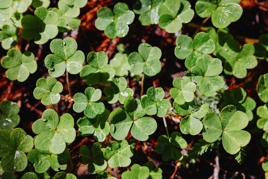 Fresh green clover leaves with morning dew