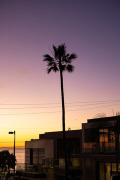 Palm tree silhouette over coastal homes at sunset
