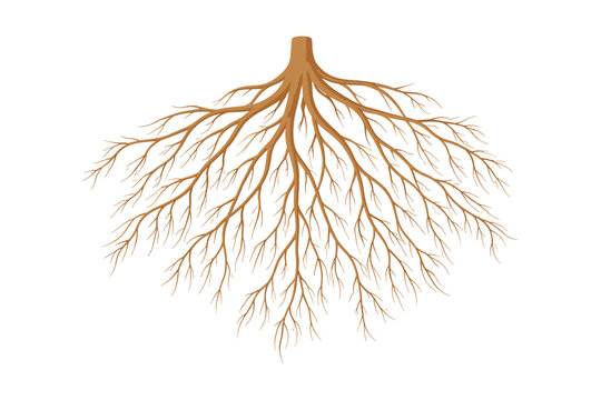 Fibrous Root System Illustration Isolated on White Background, Detailed Botanical Anatomy of Underground Plant Roots for Biology Education, Nature Growth Concept, Organic Branching Vector Art