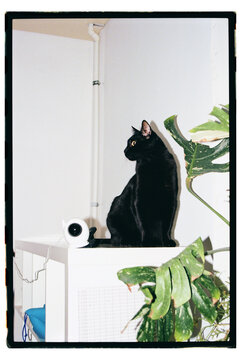 A black cat sits on a shelf next to a plant and a security camera.